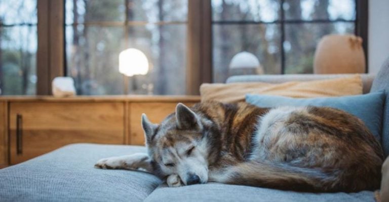 8 Signs Your Dog Is Saying Farewell—and 8 Signs They’re Still Holding On