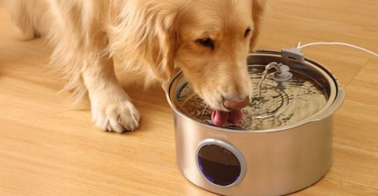 8 Smart Ways to Make Your Dog Drink More Water