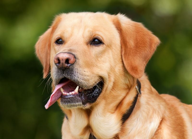 Labrador Retriever: The Emotionally Intuitive Friend