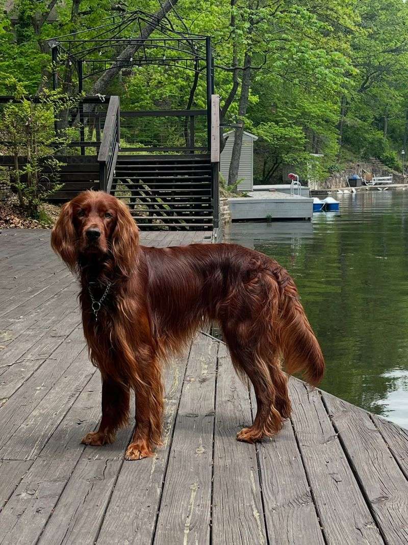 Irish Setter: The Russet-Coated Family Favorite