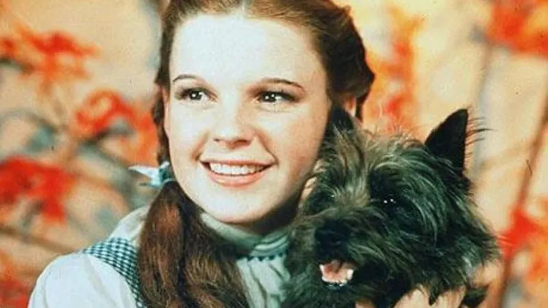 Toto – The Wizard of Oz (1939)
