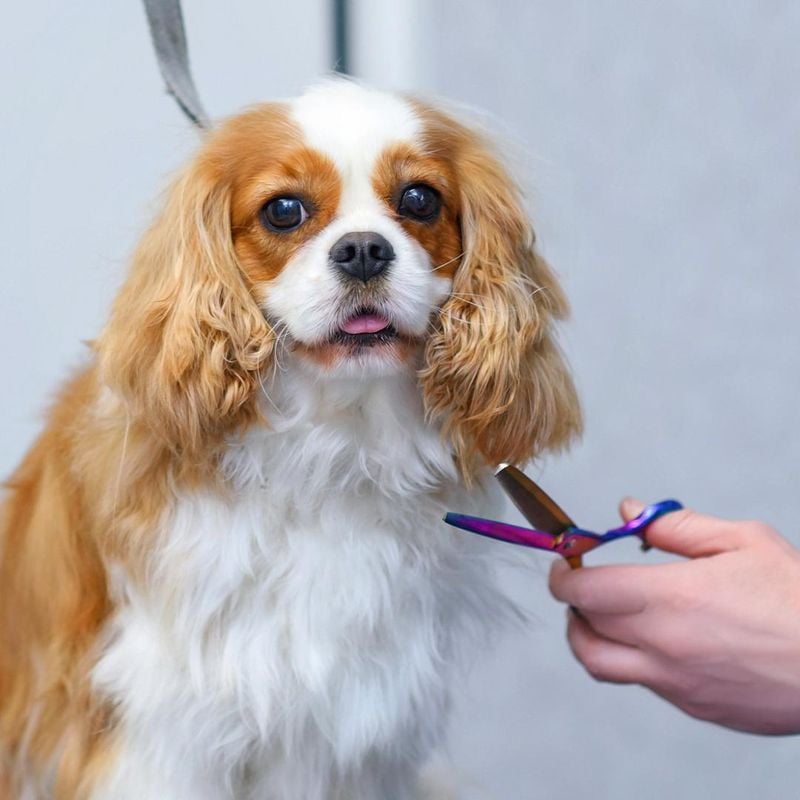 Grooming Demands That Require Commitment