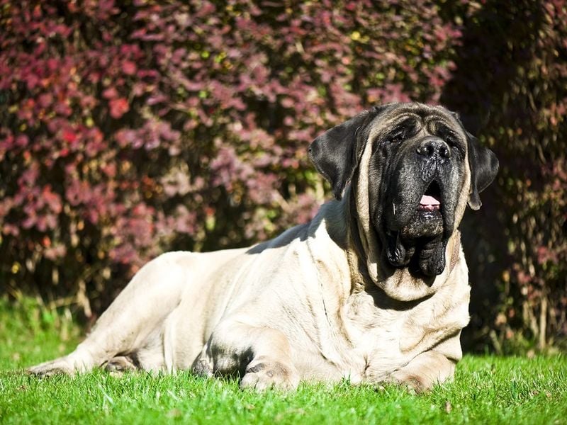 English Mastiff