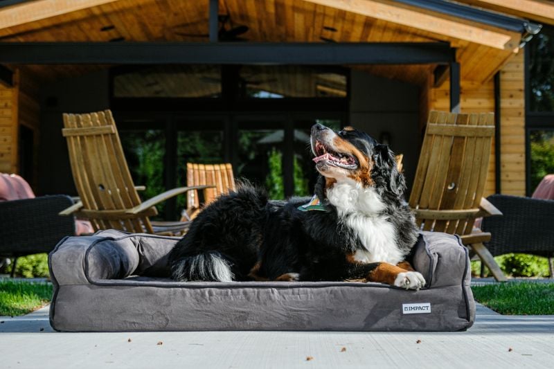 Bernese Mountain Dog