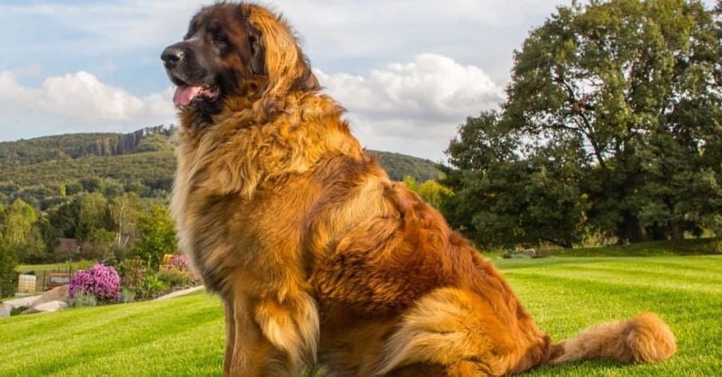 13. Leonberger