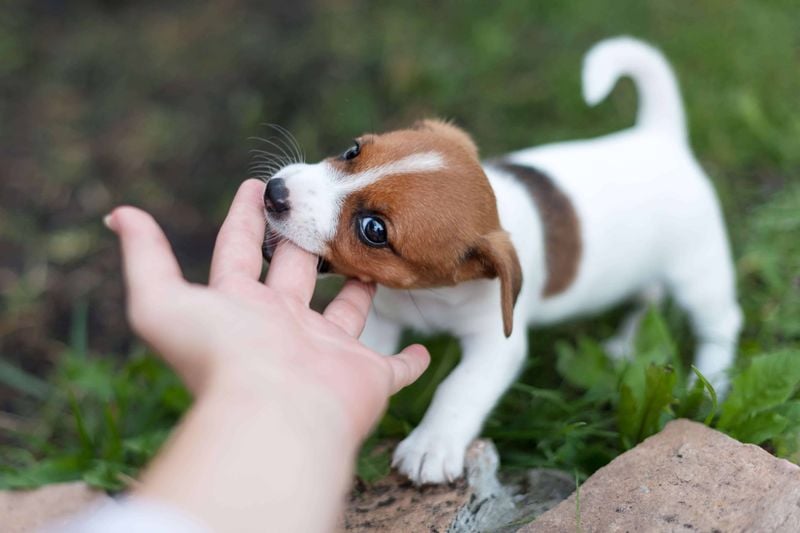 Play Biting