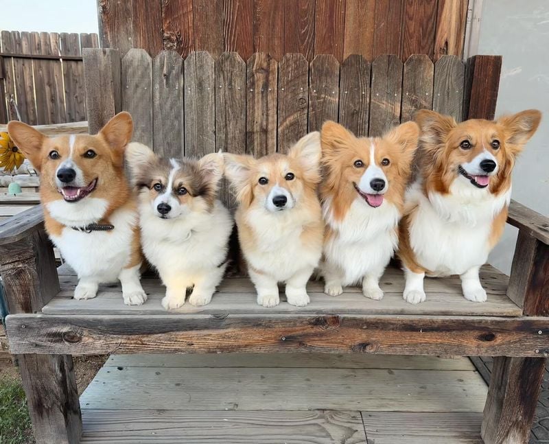 Corgis: Short-Legged Sidekicks
