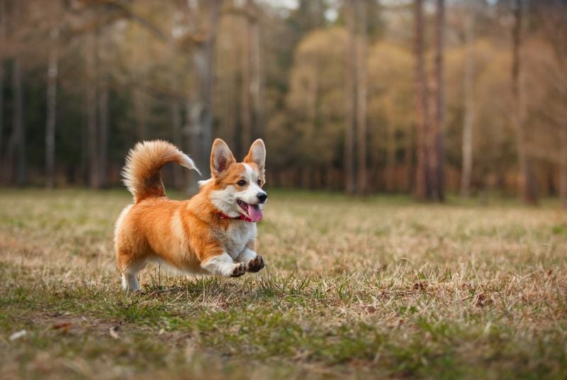 Pembroke Welsh Corgi: Royal Listeners