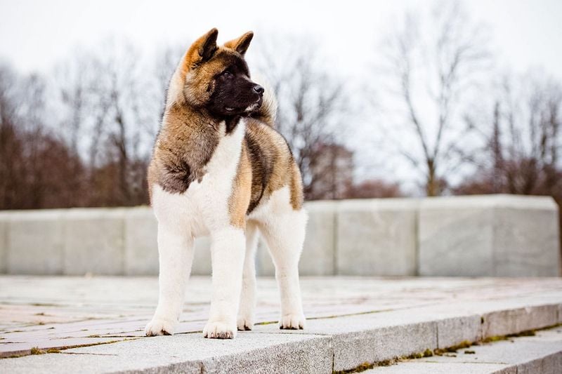 Akita