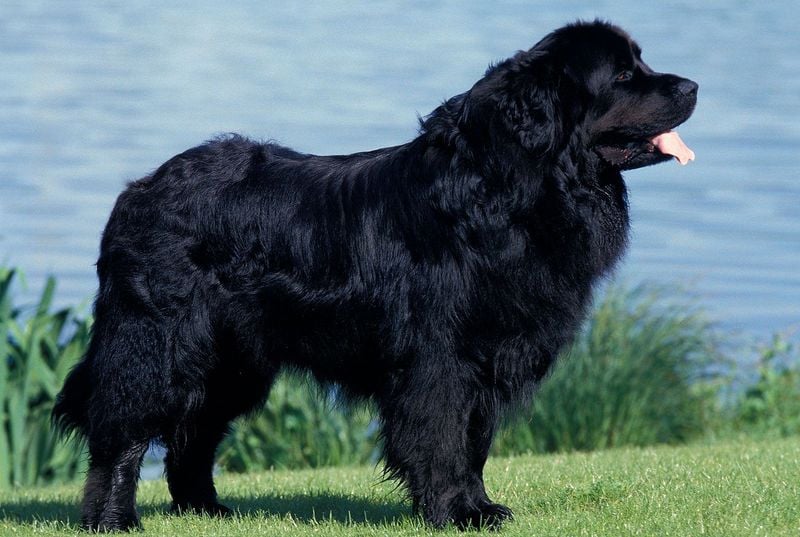 Water Rescue Royalty: Newfoundland