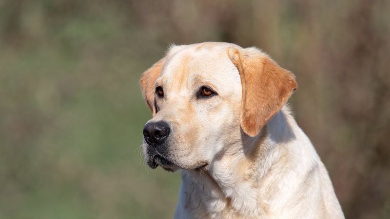 Labrador Retriever: America's Favorite Four-Legged Team Player