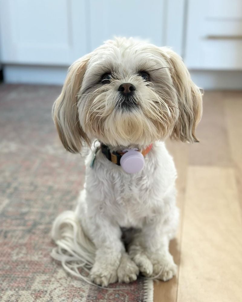 Shih Tzus: Imperial Comfort Specialists