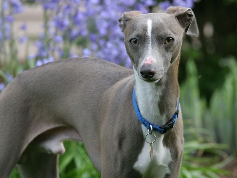 Italian Greyhound: The Delicate Devotee