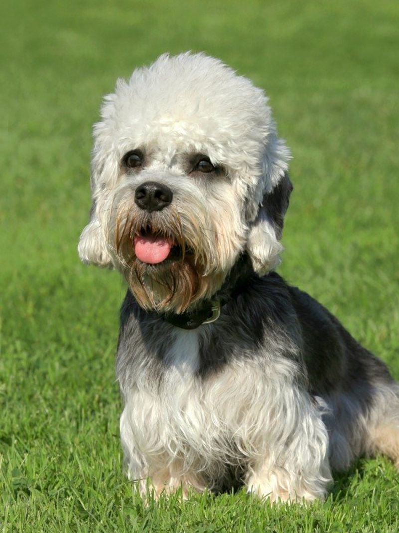 Dandie Dinmont Terrier