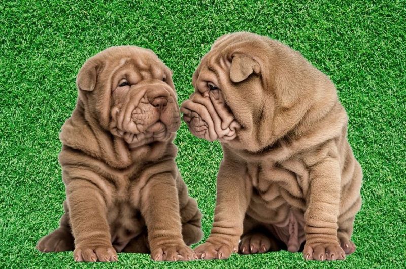 Shar Pei: Unique Looks, Challenging Health