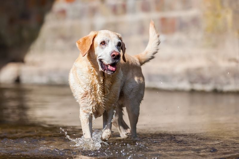 Aging Dogs Don’t Need as Much Exercise