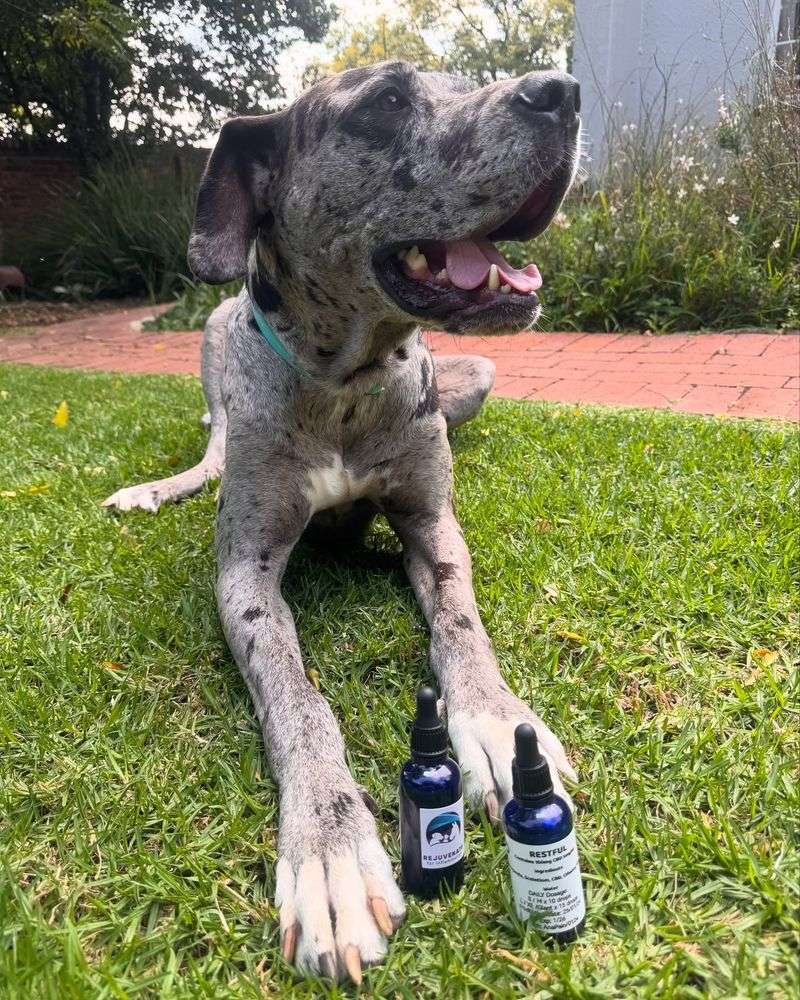 Great Danes