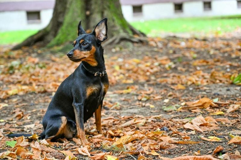 Miniature Pinscher