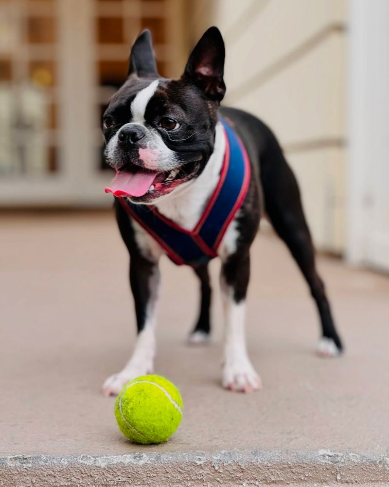 Boston Terrier