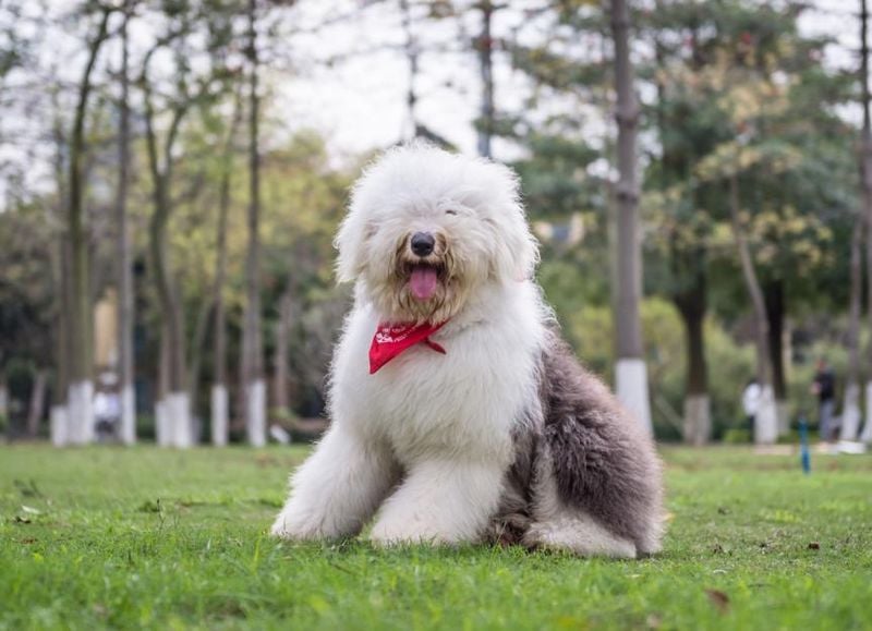 Old English Sheepdog