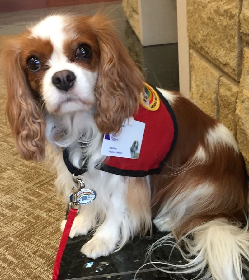 Natural Therapy Dogs