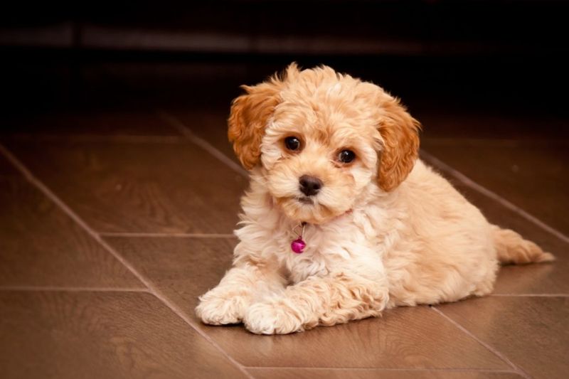 Maltipoo – Maltese × Poodle