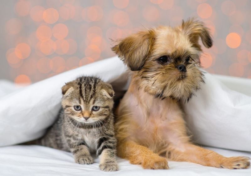 Brussels Griffon