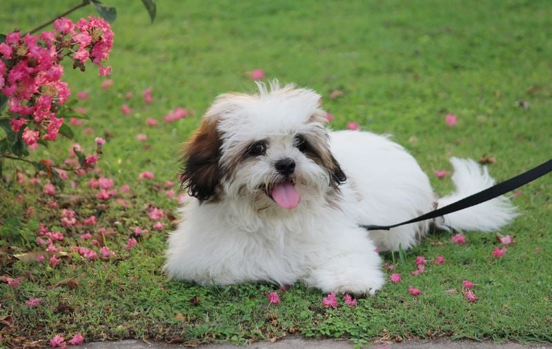Lhasa Apso: The Sentinel with Attitude