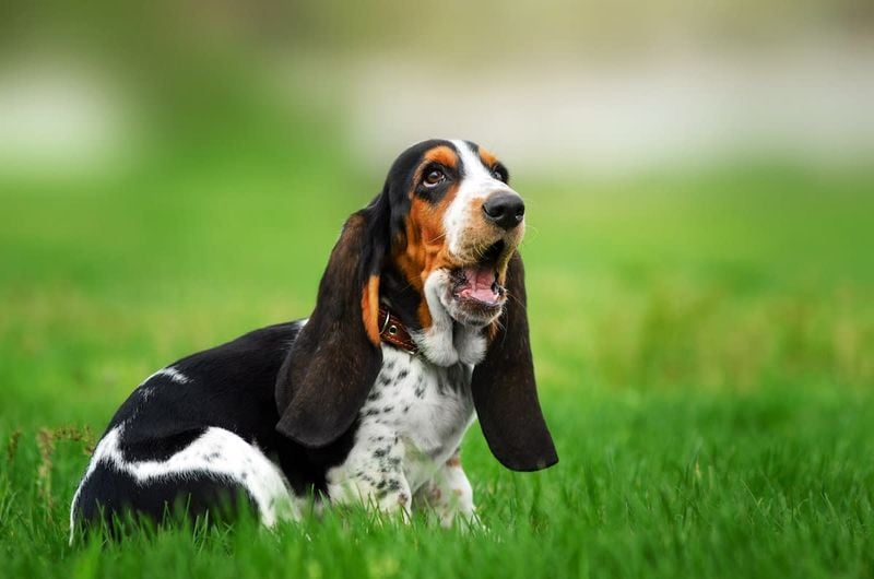 Basset Hound: The Melodious Comedian