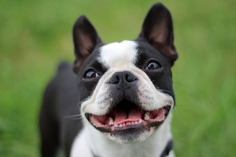 Boston Terrier
