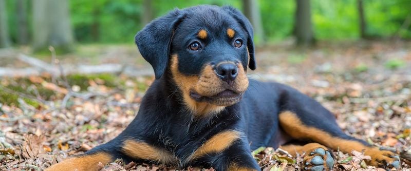 Tank for Rottweiler