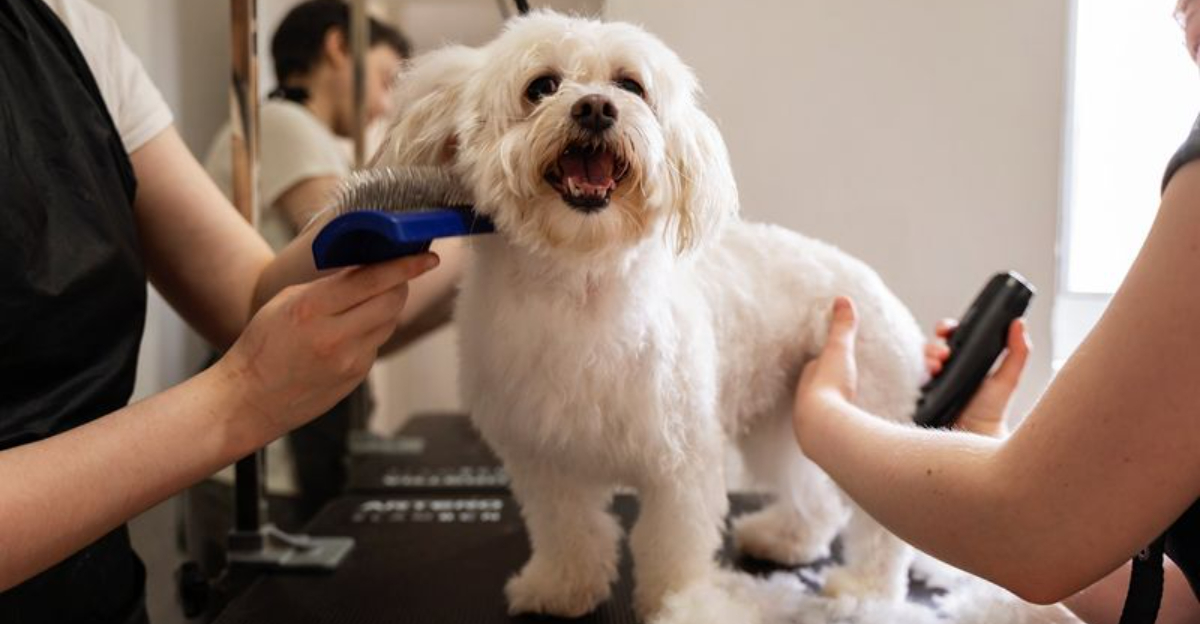 How to Groom a Dog at Home Step by Step | Airtasker AU