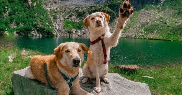 9 Dog Breeds That Can’t Get Enough of the Great Outdoors