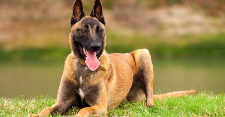 9 Fearless Dog Breeds That Instantly Take the Lead