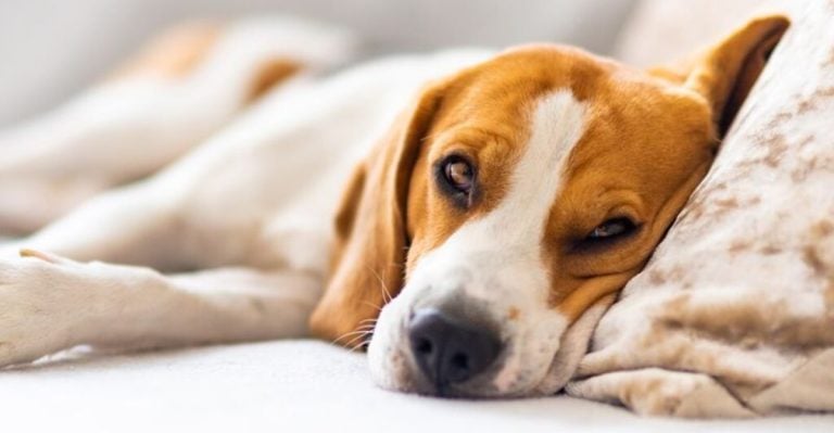 9 Things Vets Say You Should Never Ignore in Your Dog