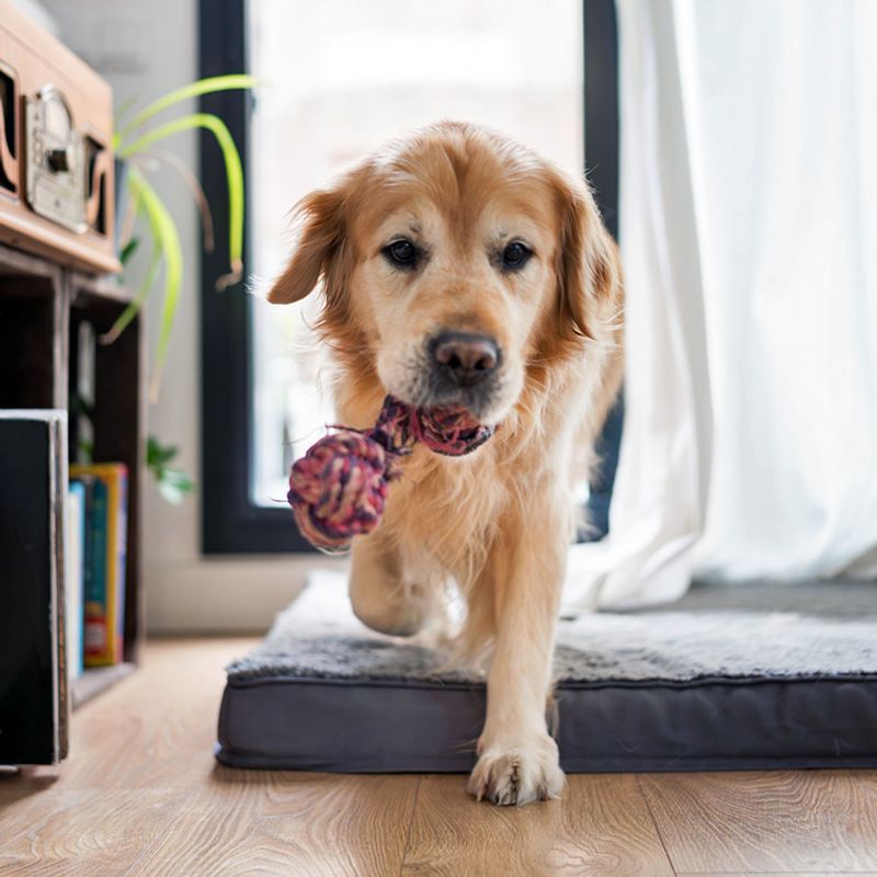 Their Favorite Toy Moves or Appears Unexpectedly