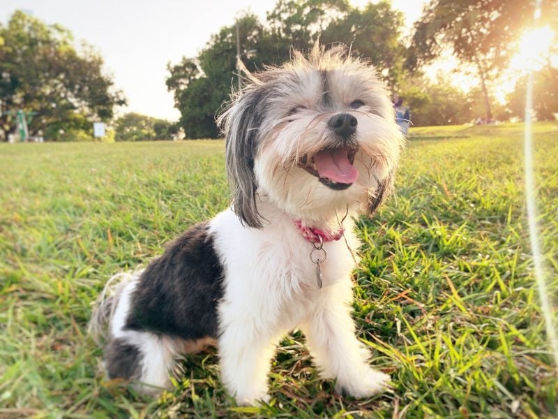 Havanese