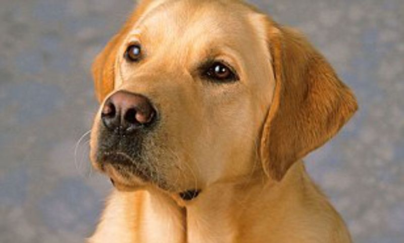 Labrador Retriever: The Enthusiastic Odor Expert
