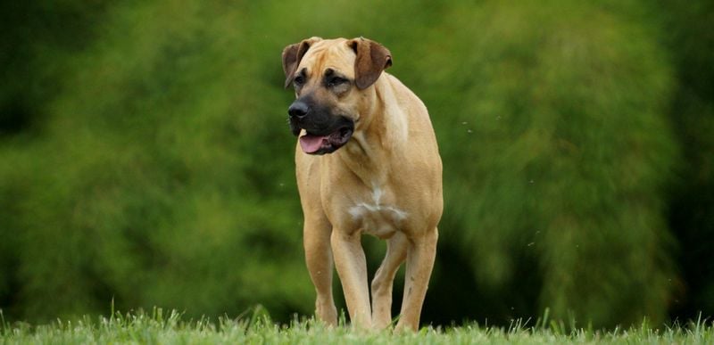 Boerboel: The South African Velvet Powerhouse