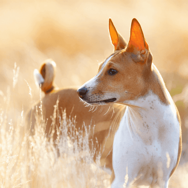 Basenji – The barkless trickster