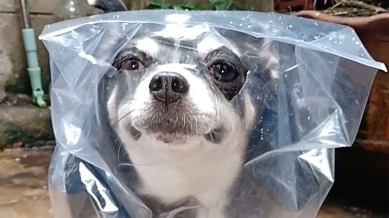 Suffocation Hazards: Plastic Bags and Packaging