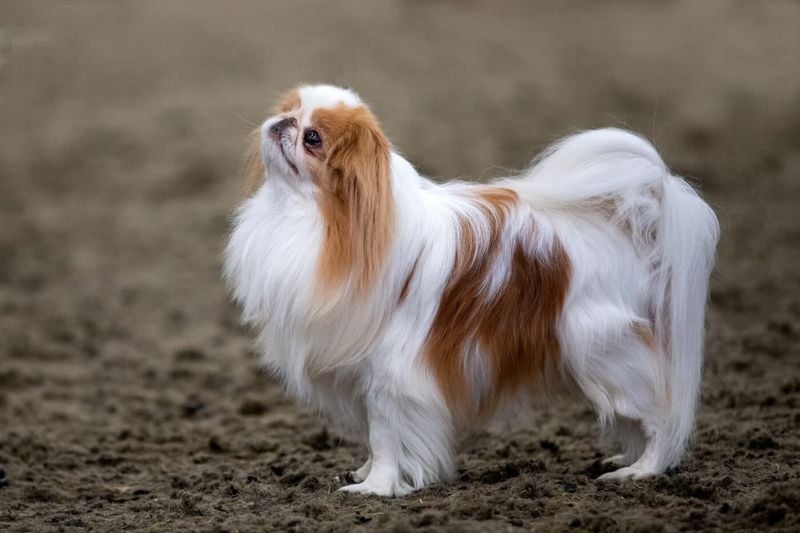 Japanese Chin
