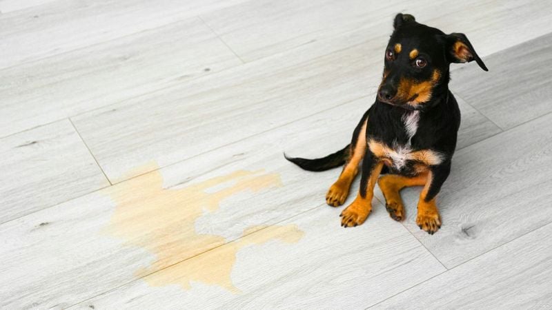 House Soiling Despite Being Trained