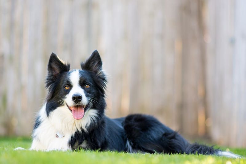 Border Collie: The Straight-A Student of the Dog World