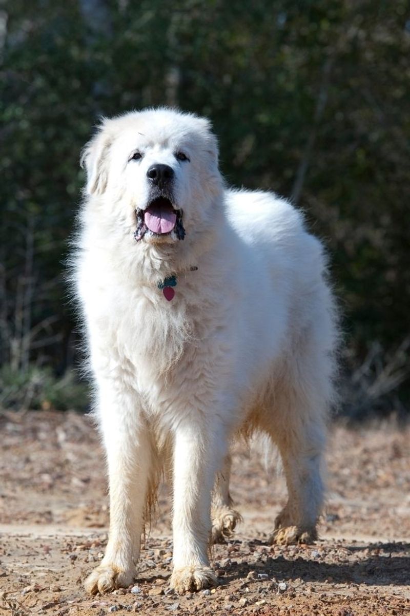 Great Pyrenees