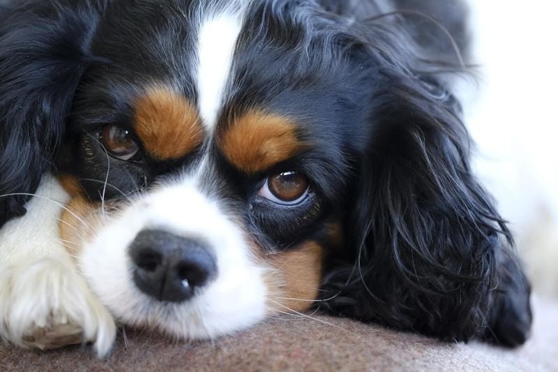 Cavalier King Charles Spaniel: Heartbreaking Health Concerns