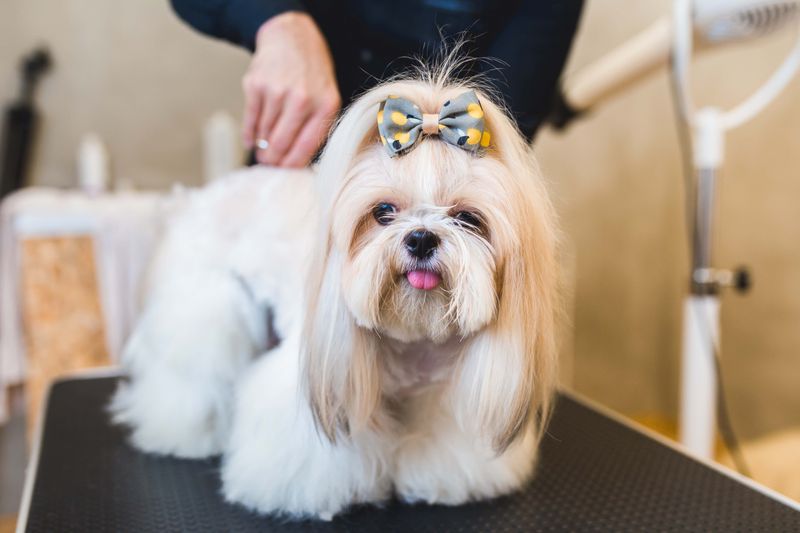 Hypoallergenic Coat
