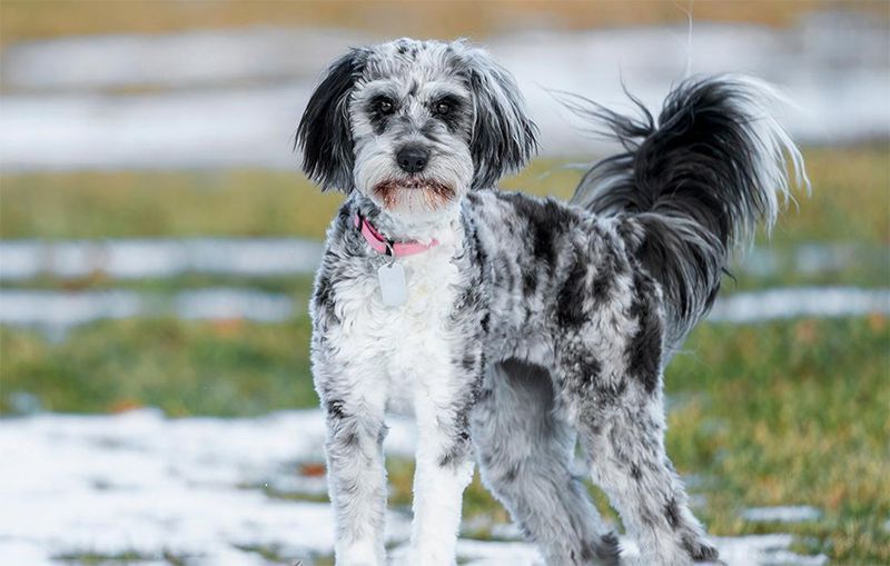 Aussiedoodle: The Brainy Buddy