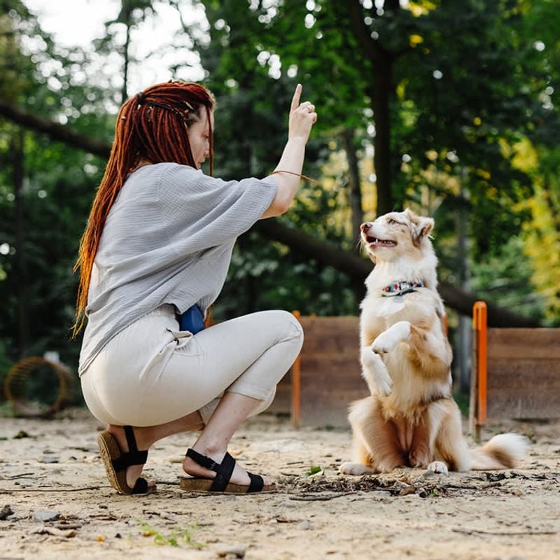 Not Adjusting to the Dog’s Personality