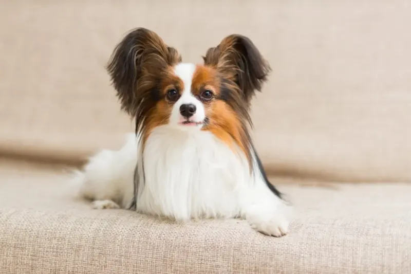 Butterfly Ears and Royal Flair: The Papillon